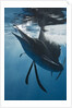 Atlantic Sailfish (Istiophorus albicans) hunting Sardines, Isla Mujeres, Yucatan Peninsula, Caribbean Sea, Mexico. by Anonymous