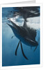 Atlantic Sailfish (Istiophorus albicans) hunting Sardines, Isla Mujeres, Yucatan Peninsula, Caribbean Sea, Mexico. by Anonymous