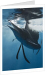 Atlantic Sailfish (Istiophorus albicans) hunting Sardines, Isla Mujeres, Yucatan Peninsula, Caribbean Sea, Mexico. by Anonymous