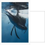 Atlantic Sailfish (Istiophorus albicans) hunting Sardines, Isla Mujeres, Yucatan Peninsula, Caribbean Sea, Mexico. by Anonymous