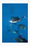 Atlantic Sailfish (Istiophorus albicans) hunting Sardines, Isla Mujeres, Yucatan Peninsula, Caribbean Sea, Mexico. by Anonymous
