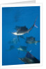 Atlantic Sailfish (Istiophorus albicans) hunting Sardines, Isla Mujeres, Yucatan Peninsula, Caribbean Sea, Mexico. by Anonymous