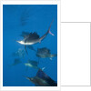 Atlantic Sailfish (Istiophorus albicans) hunting Sardines, Isla Mujeres, Yucatan Peninsula, Caribbean Sea, Mexico. by Anonymous