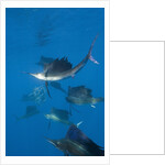 Atlantic Sailfish (Istiophorus albicans) hunting Sardines, Isla Mujeres, Yucatan Peninsula, Caribbean Sea, Mexico. by Anonymous