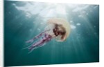 Mauve Stinger Jellyfish (Pelagia noctiluca), Cap de Creus, Costa Brava, Spain by Anonymous
