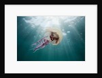 Mauve Stinger Jellyfish (Pelagia noctiluca), Cap de Creus, Costa Brava, Spain by Anonymous