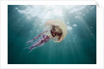 Mauve Stinger Jellyfish (Pelagia noctiluca), Cap de Creus, Costa Brava, Spain by Anonymous