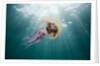 Mauve Stinger Jellyfish (Pelagia noctiluca), Cap de Creus, Costa Brava, Spain by Anonymous