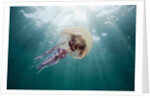 Mauve Stinger Jellyfish (Pelagia noctiluca), Cap de Creus, Costa Brava, Spain by Anonymous