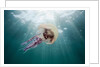 Mauve Stinger Jellyfish (Pelagia noctiluca), Cap de Creus, Costa Brava, Spain by Anonymous