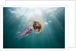 Mauve Stinger Jellyfish (Pelagia noctiluca), Cap de Creus, Costa Brava, Spain by Anonymous