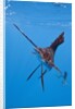 Atlantic Sailfish (Istiophorus albicans), Isla Mujeres, Yucatan Peninsula, Caribbean Sea, Mexico. by Anonymous