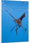 Atlantic Sailfish (Istiophorus albicans), Isla Mujeres, Yucatan Peninsula, Caribbean Sea, Mexico. by Anonymous