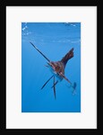 Atlantic Sailfish (Istiophorus albicans), Isla Mujeres, Yucatan Peninsula, Caribbean Sea, Mexico. by Anonymous