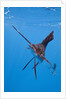 Atlantic Sailfish (Istiophorus albicans), Isla Mujeres, Yucatan Peninsula, Caribbean Sea, Mexico. by Anonymous