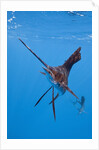 Atlantic Sailfish (Istiophorus albicans), Isla Mujeres, Yucatan Peninsula, Caribbean Sea, Mexico. by Anonymous