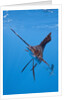 Atlantic Sailfish (Istiophorus albicans), Isla Mujeres, Yucatan Peninsula, Caribbean Sea, Mexico. by Anonymous