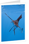 Atlantic Sailfish (Istiophorus albicans), Isla Mujeres, Yucatan Peninsula, Caribbean Sea, Mexico. by Anonymous