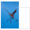 Atlantic Sailfish (Istiophorus albicans), Isla Mujeres, Yucatan Peninsula, Caribbean Sea, Mexico. by Anonymous