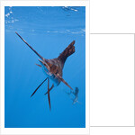 Atlantic Sailfish (Istiophorus albicans), Isla Mujeres, Yucatan Peninsula, Caribbean Sea, Mexico. by Anonymous