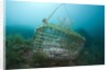 Fish trap over a Coral Reef, Cap de Creus, Costa Brava, Spain by Anonymous