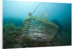 Fish trap over a Coral Reef, Cap de Creus, Costa Brava, Spain by Anonymous