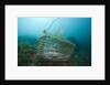 Fish trap over a Coral Reef, Cap de Creus, Costa Brava, Spain by Anonymous