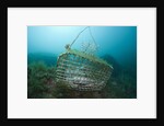 Fish trap over a Coral Reef, Cap de Creus, Costa Brava, Spain by Anonymous