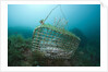 Fish trap over a Coral Reef, Cap de Creus, Costa Brava, Spain by Anonymous