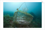 Fish trap over a Coral Reef, Cap de Creus, Costa Brava, Spain by Anonymous