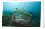 Fish trap over a Coral Reef, Cap de Creus, Costa Brava, Spain by Anonymous