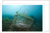 Fish trap over a Coral Reef, Cap de Creus, Costa Brava, Spain by Anonymous