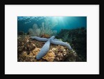 Clownfish (Amphiprion percula) in a Sea Anemone, Alam Batu, Bali, Indonesia by Anonymous