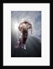 Mauve Stinger Jellyfish (Pelagia noctiluca), Cap de Creus, Costa Brava, Spain by Anonymous