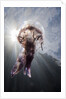 Mauve Stinger Jellyfish (Pelagia noctiluca), Cap de Creus, Costa Brava, Spain by Anonymous