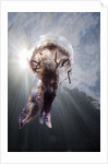 Mauve Stinger Jellyfish (Pelagia noctiluca), Cap de Creus, Costa Brava, Spain by Anonymous