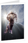 Mauve Stinger Jellyfish (Pelagia noctiluca), Cap de Creus, Costa Brava, Spain by Anonymous
