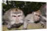 Crab-eating Macaque or Long-tailed Macaque (Macaca fascicularis), Bali, Indonesia by Anonymous