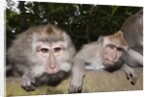 Crab-eating Macaque or Long-tailed Macaque (Macaca fascicularis), Bali, Indonesia by Anonymous