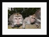 Crab-eating Macaque or Long-tailed Macaque (Macaca fascicularis), Bali, Indonesia by Anonymous