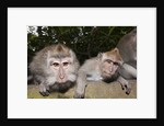 Crab-eating Macaque or Long-tailed Macaque (Macaca fascicularis), Bali, Indonesia by Anonymous