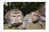 Crab-eating Macaque or Long-tailed Macaque (Macaca fascicularis), Bali, Indonesia by Anonymous