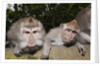 Crab-eating Macaque or Long-tailed Macaque (Macaca fascicularis), Bali, Indonesia by Anonymous