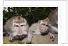 Crab-eating Macaque or Long-tailed Macaque (Macaca fascicularis), Bali, Indonesia by Anonymous