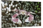 Porcelain Crab in a Sea Anemone (Neopetrolisthes maculatus), Alam Batu, Bali, Indonesia by Anonymous