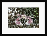 Porcelain Crab in a Sea Anemone (Neopetrolisthes maculatus), Alam Batu, Bali, Indonesia by Anonymous