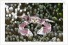 Porcelain Crab in a Sea Anemone (Neopetrolisthes maculatus), Alam Batu, Bali, Indonesia by Anonymous