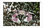 Porcelain Crab in a Sea Anemone (Neopetrolisthes maculatus), Alam Batu, Bali, Indonesia by Anonymous