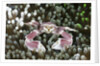 Porcelain Crab in a Sea Anemone (Neopetrolisthes maculatus), Alam Batu, Bali, Indonesia by Anonymous
