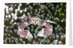 Porcelain Crab in a Sea Anemone (Neopetrolisthes maculatus), Alam Batu, Bali, Indonesia by Anonymous
